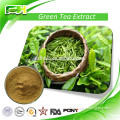 Manufacturer Supply 40%-98% Tea Polyphenol, 20%-80% Catechins, Green Tea Extract